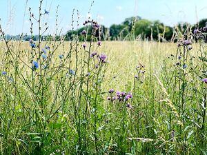 Foto: Schröder-Ritzrau – Walldorfer blühender Feldrand